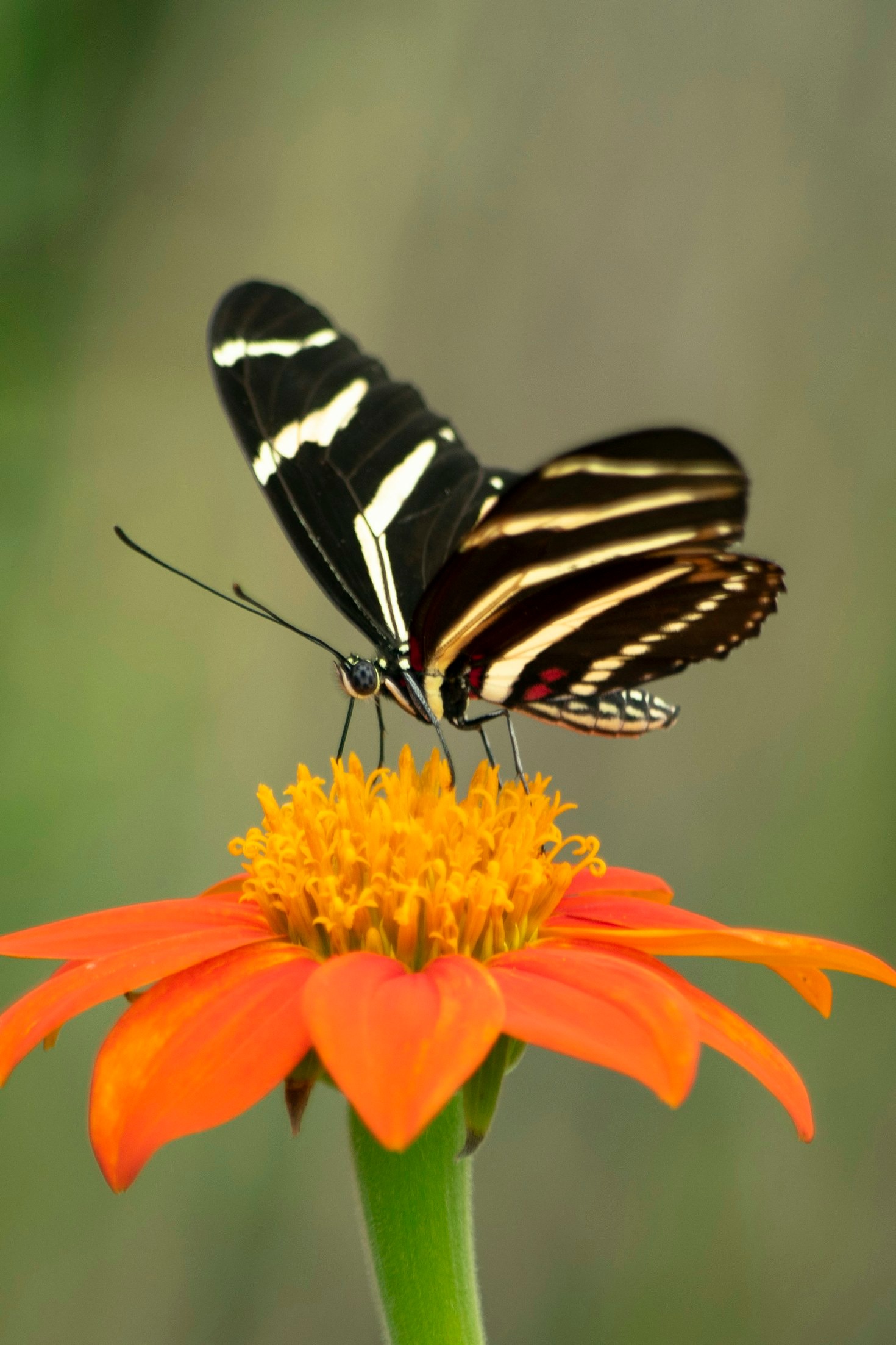 Butterflies and Colors: The Key to Learning Spanish